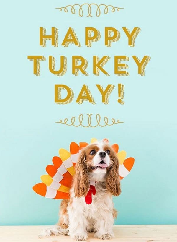 thanksgiving email template with best images